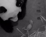 Zookeepers have big hopes for their little panda. 
Image: Smithsonian National Zoological Park